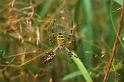 Argiope_bruennichi_P1490_Z_85_Les Gris_Frankrijk